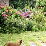 Rosedeliziose Baldissero Canavese 3*