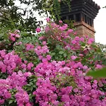 Rosedeliziose Baldissero Canavese Torre Canavese