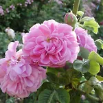 לינה וארוחת בוקר Rosedeliziose Baldissero Canavese 3*