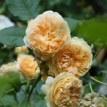 Rosedeliziose Baldissero Canavese Couette-café