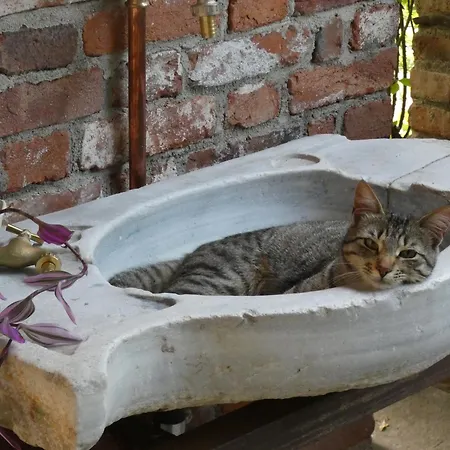 Rosedeliziose Baldissero Canavese Torre Canavese