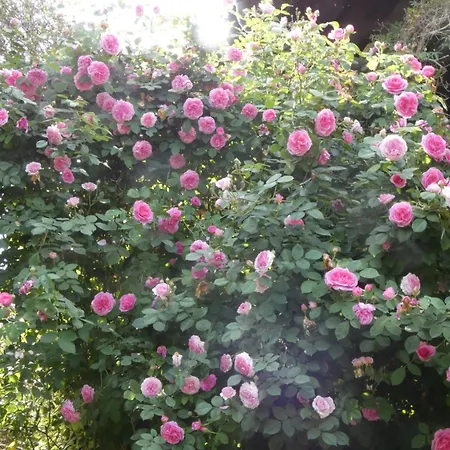 Rosedeliziose Baldissero Canavese Panzió 3*
