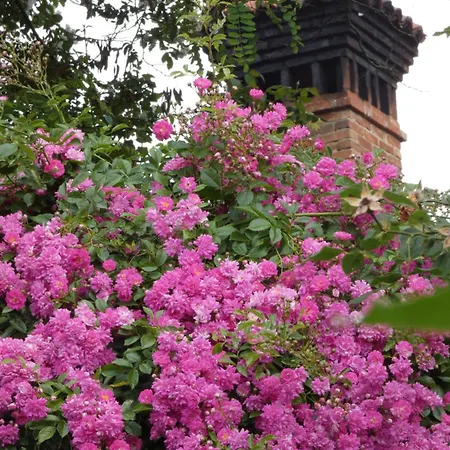 Rosedeliziose Baldissero Canavese Torre Canavese