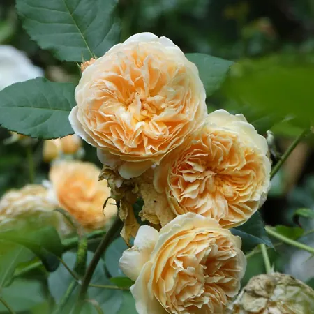 Rosedeliziose Baldissero Canavese Panzió