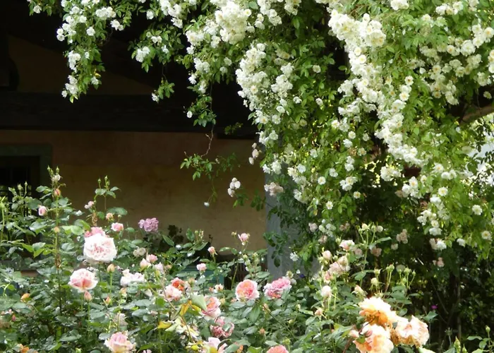 Rosedeliziose Torre Canavese