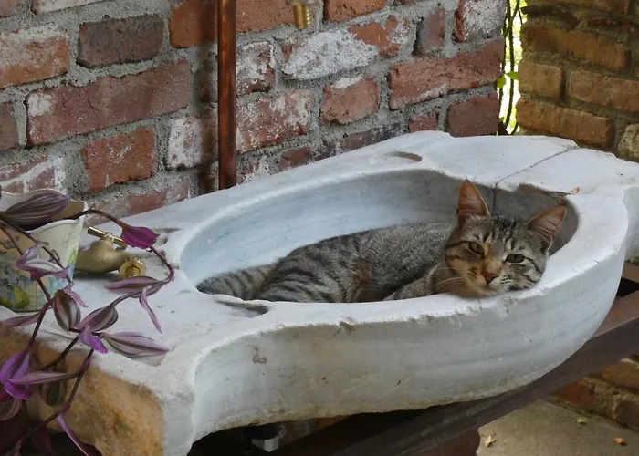 Rosedeliziose Baldissero Canavese Torre Canavese