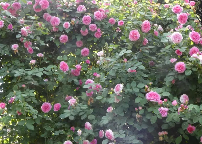 Rosedeliziose Baldissero Canavese לינה וארוחת בוקר 3*