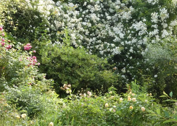 Bed & Breakfast Rosedeliziose