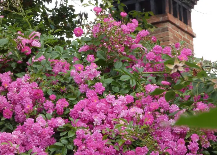 Rosedeliziose Torre Canavese