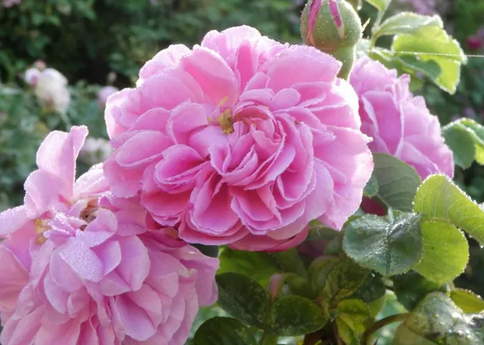 לינה וארוחת בוקר Rosedeliziose Baldissero Canavese 3*