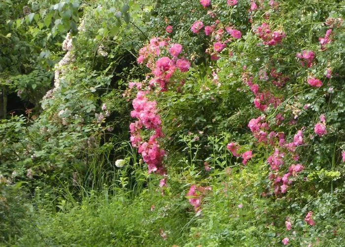 Bed & Breakfast Rosedeliziose