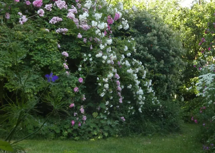 Bed & Breakfast Rosedeliziose 3*