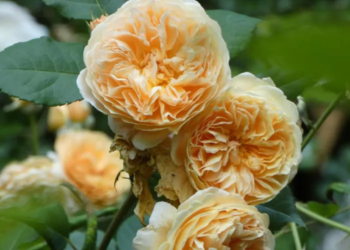 Rosedeliziose Bed & Breakfast